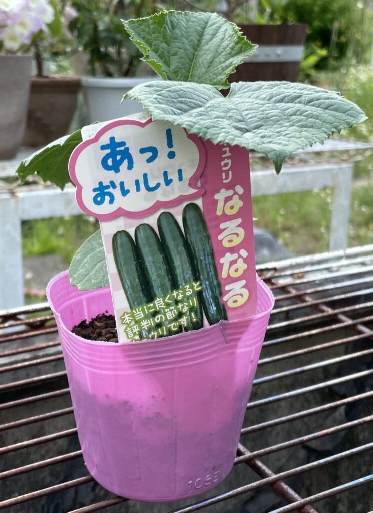 きゅうりの苗