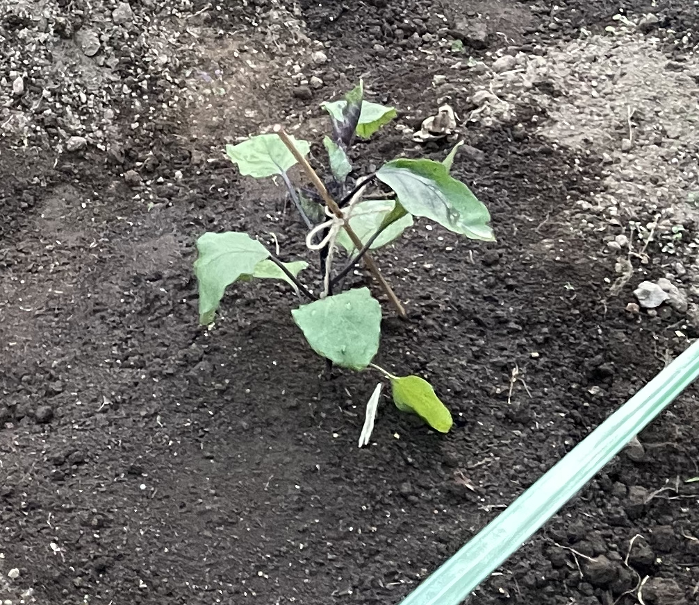 植え付けた後のなすの苗