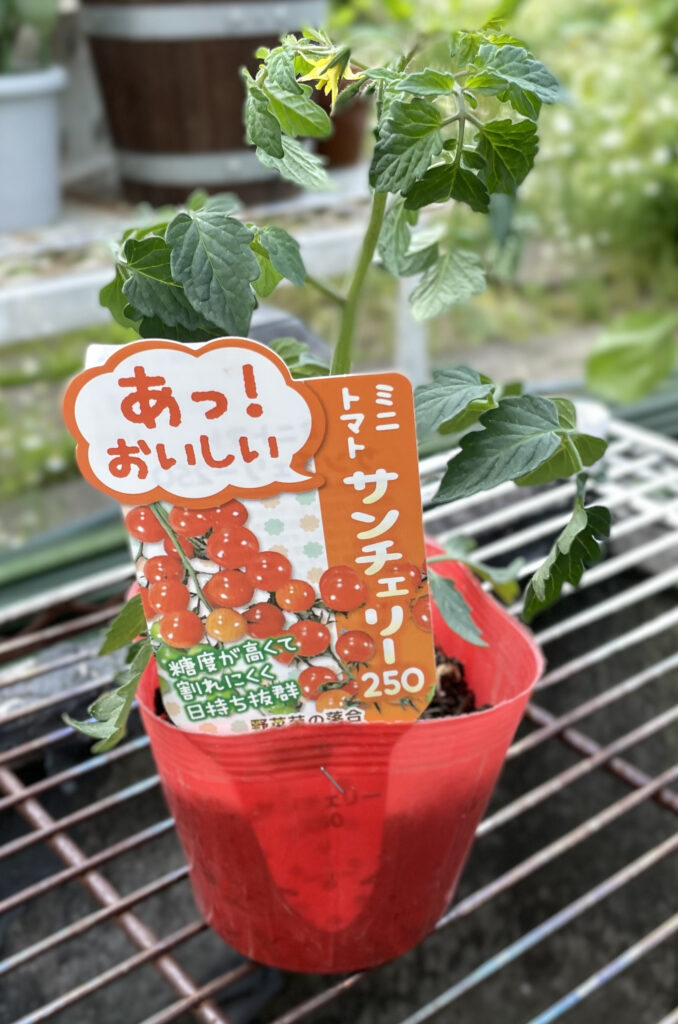 ミニトマトの苗