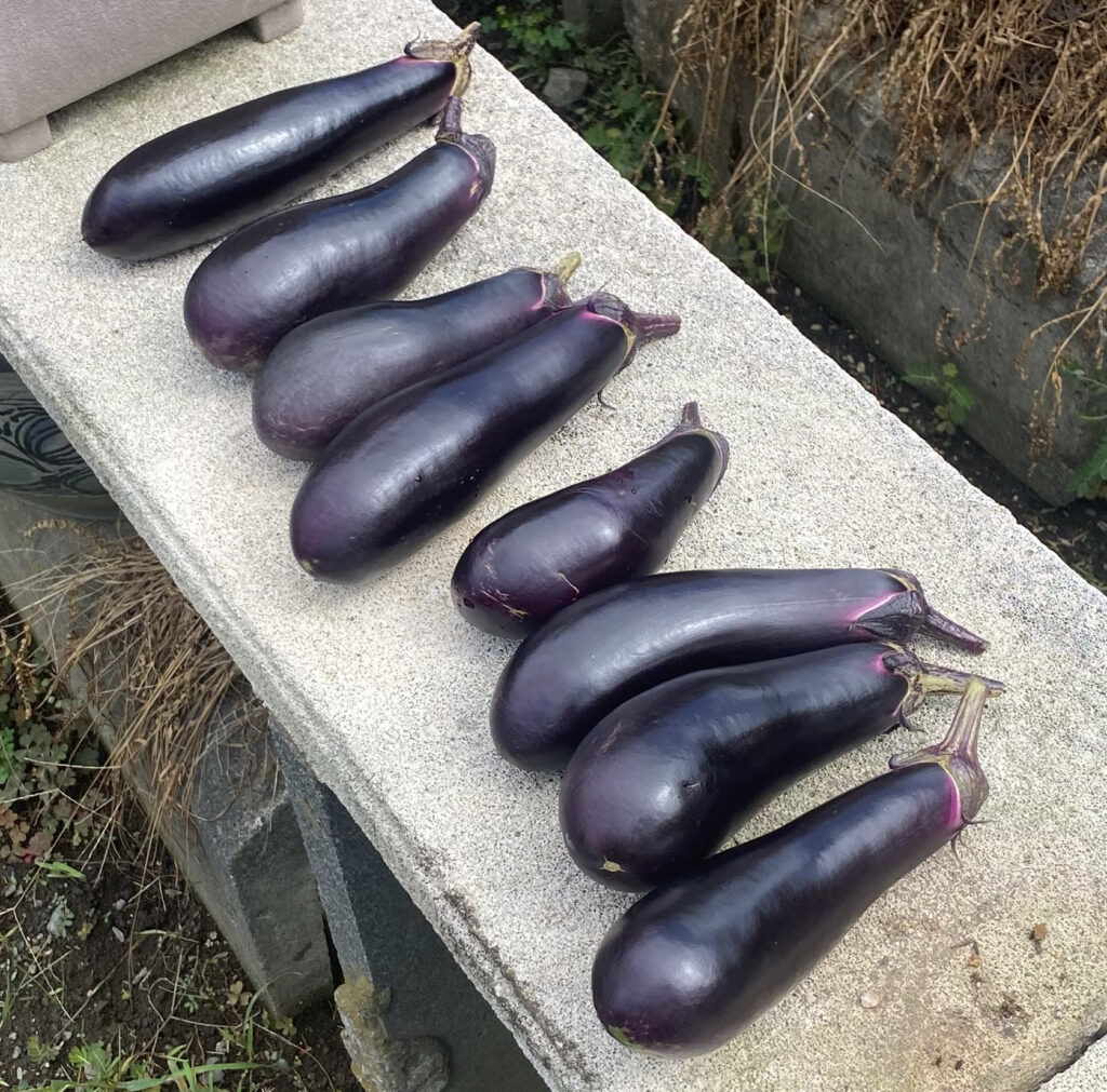 収穫したなす