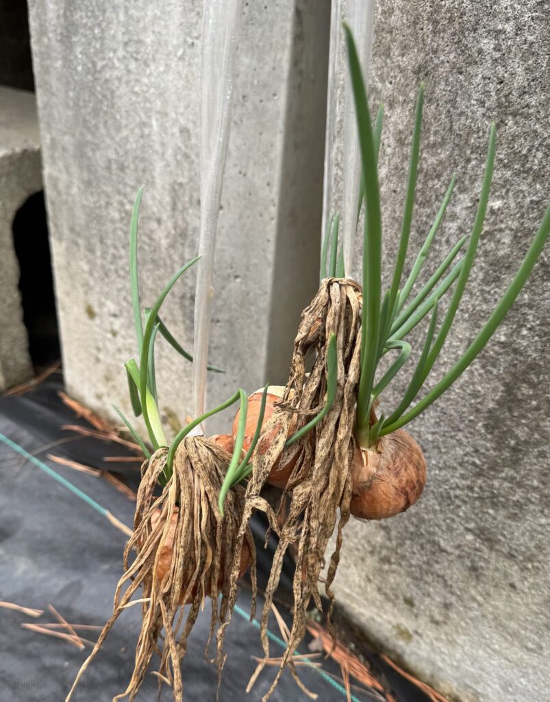 吊るしたまま芽が生えてきた玉ねぎ
