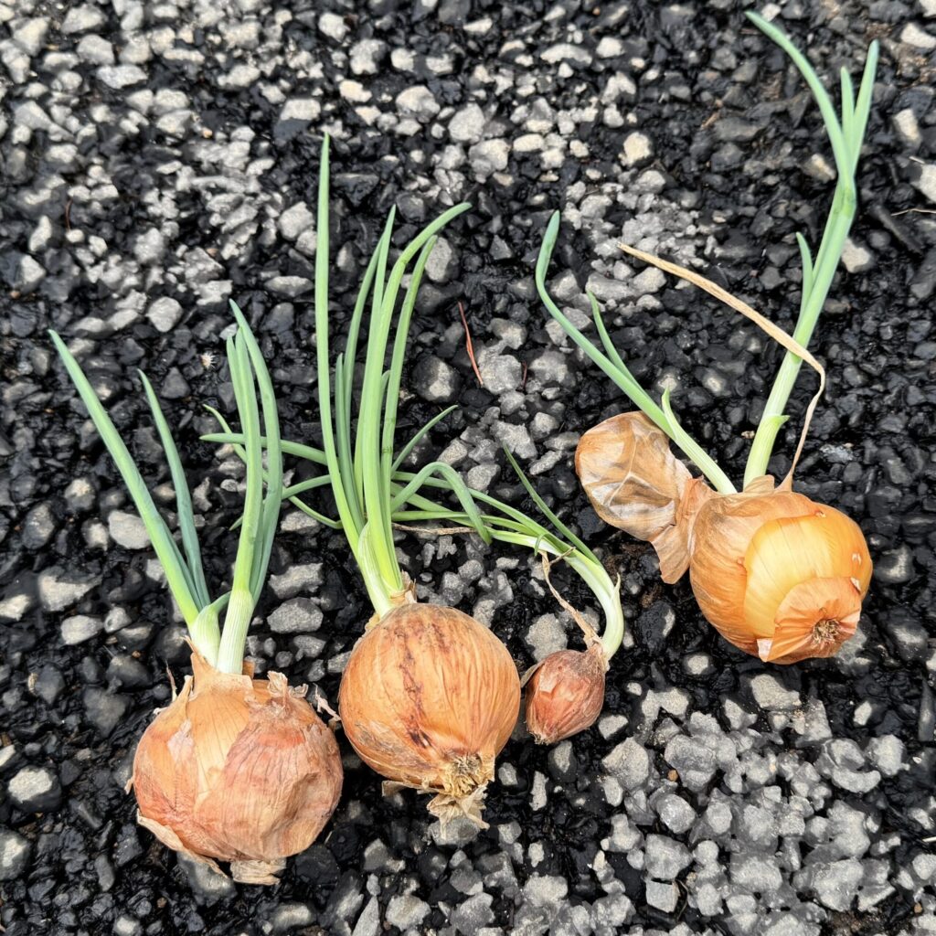 収穫後保管していたら芽が出てきた玉ねぎ