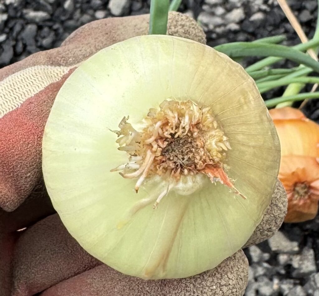 収穫後保管していたら芽が出てきた玉ねぎの底面から根が出てきている