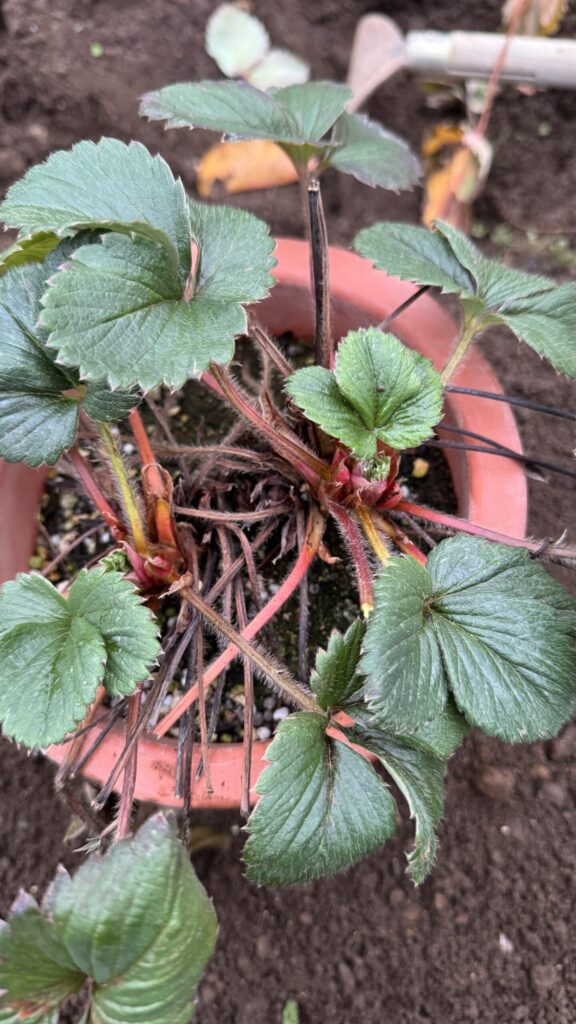 これから植え付け予定、子株・孫株を作った後の親株