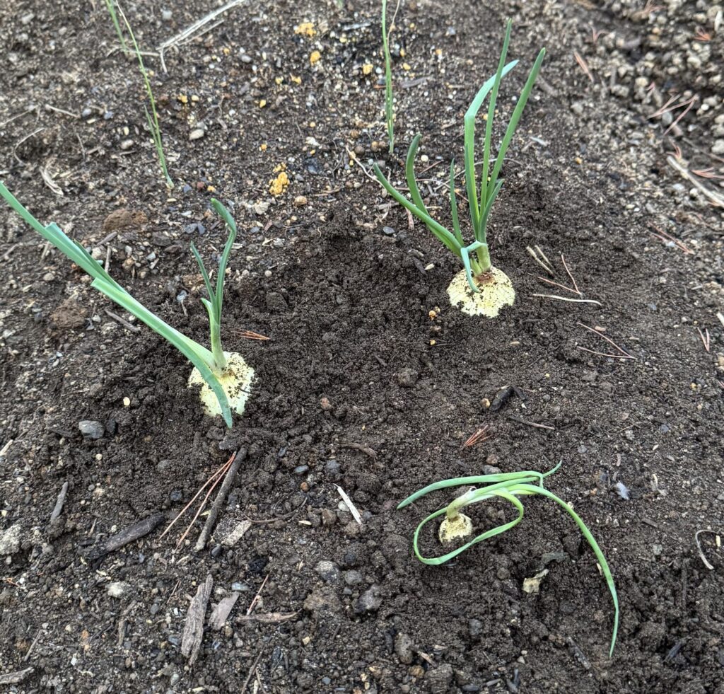 保管中に芽が出てきた玉ねぎを畑に植えてみた