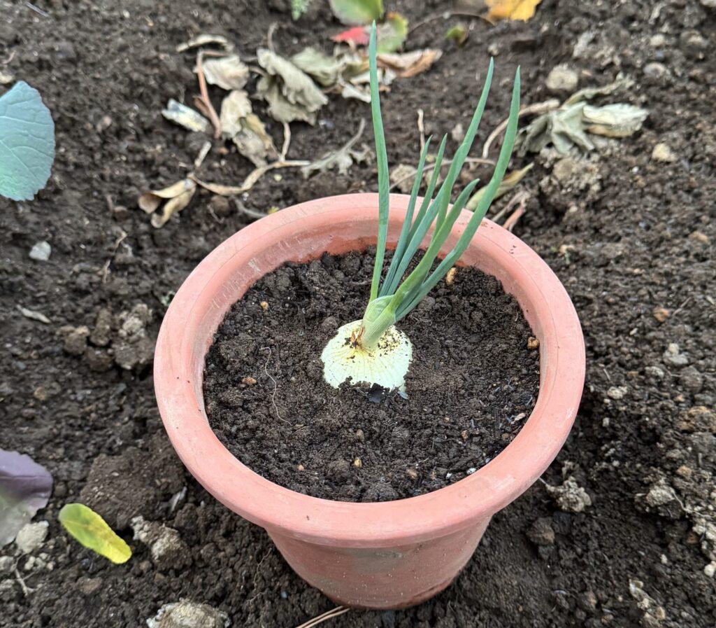 保管中に芽が出てきた玉ねぎを鉢に植えてみた