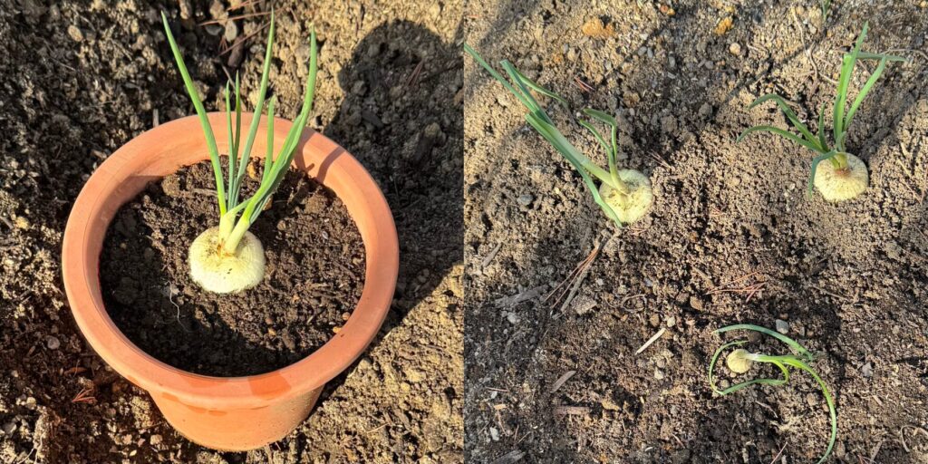 植え付け10日後の発芽した玉ねぎ