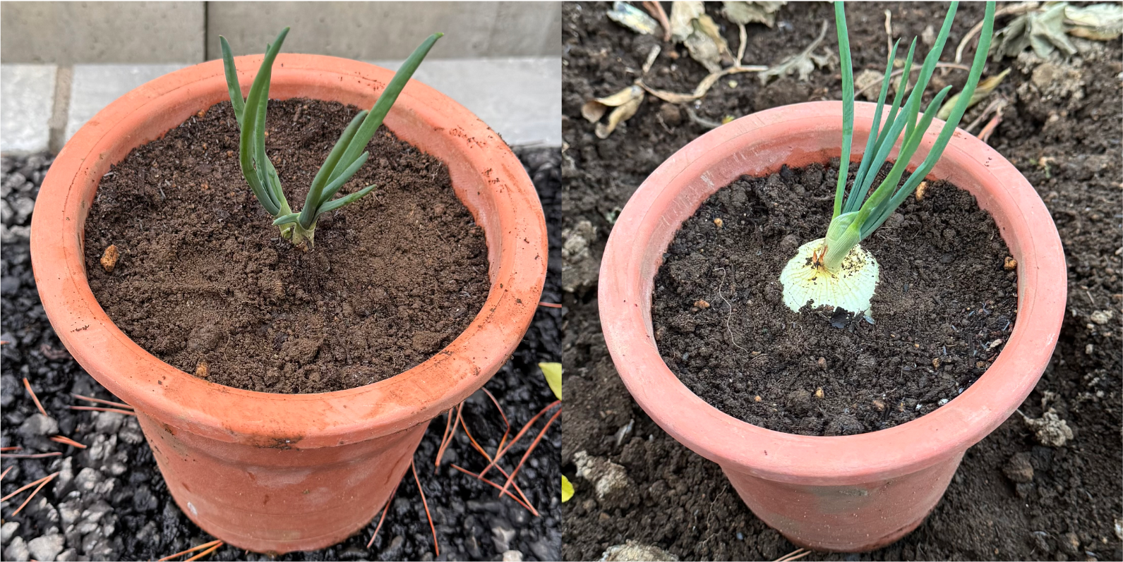 植え替え前と植え替え後で、植える深さを調節した玉ねぎ