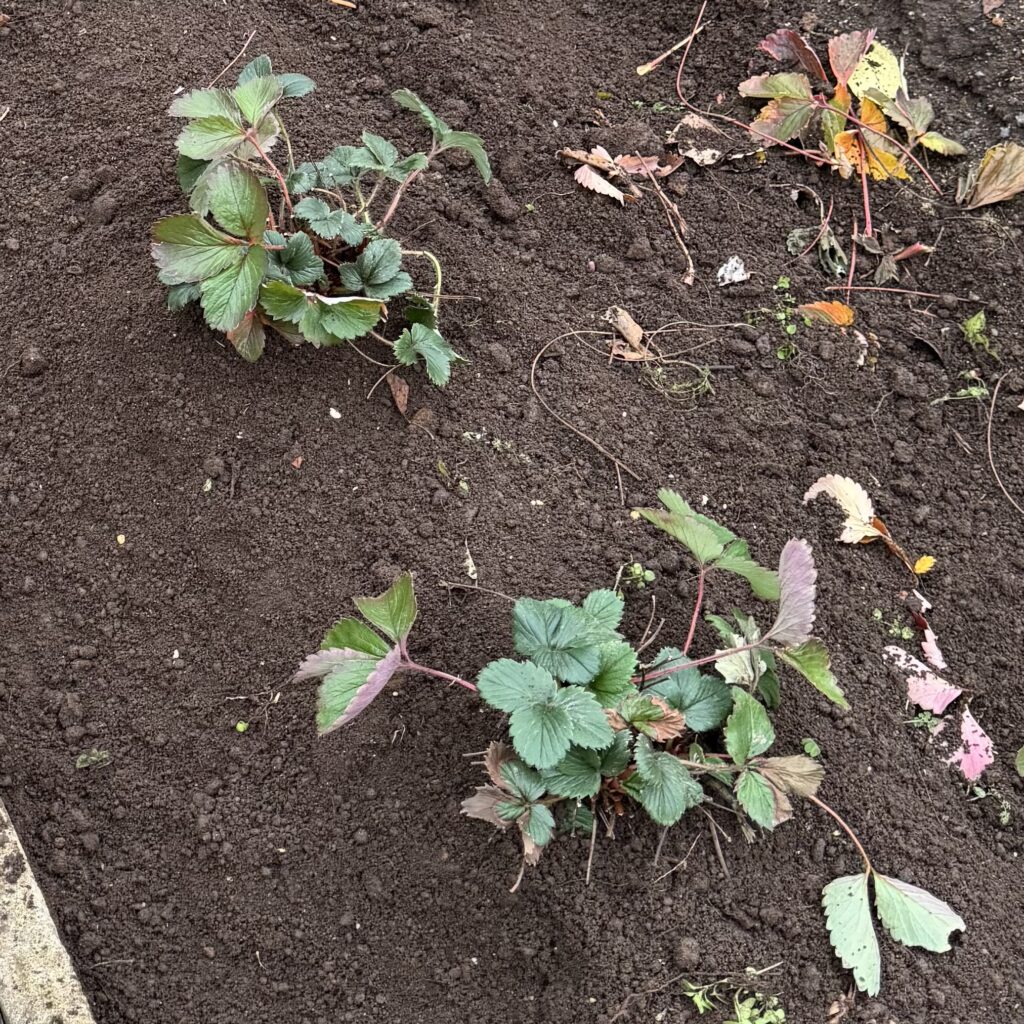 葉かきをして畑に植え付けたいちごの親株