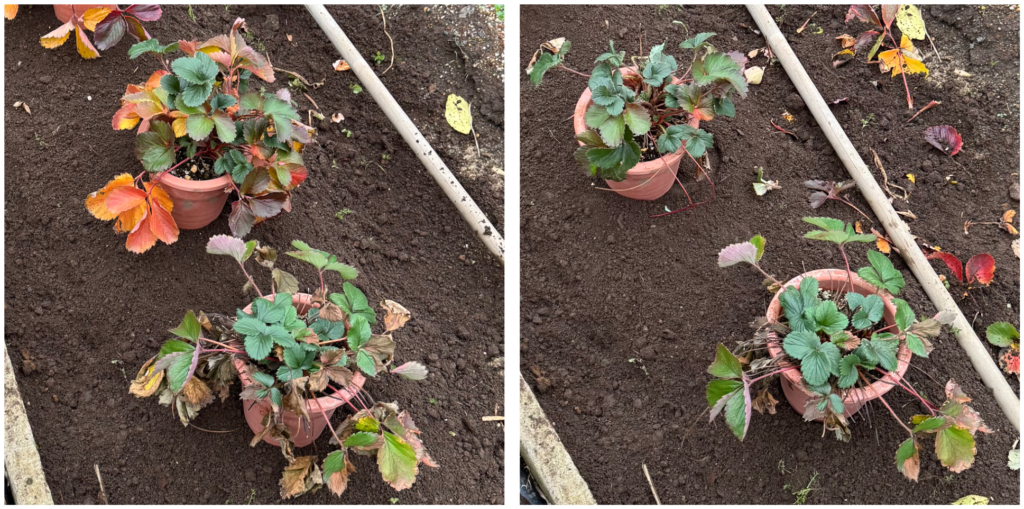 いちごの親株を植え付け前に葉かきした前後比較