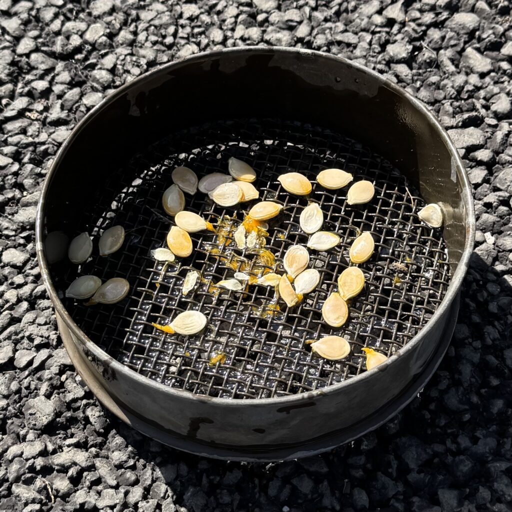 洗った直後のスーパーのかぼちゃの種(