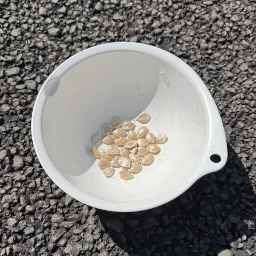 数日間乾燥させた後のかぼちゃのたね