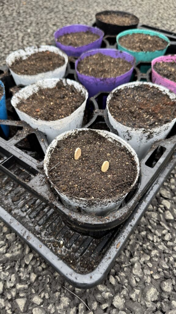 培養土を入れたポッドにタネを配置した様子
